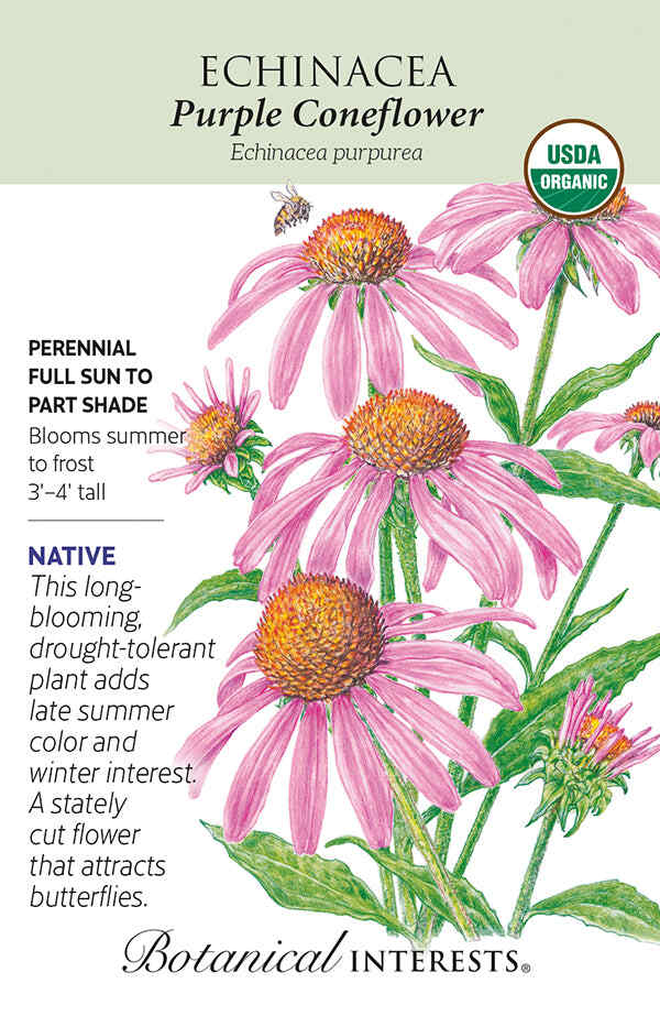 Purple Coneflower Echinacea Seeds - Image 3
