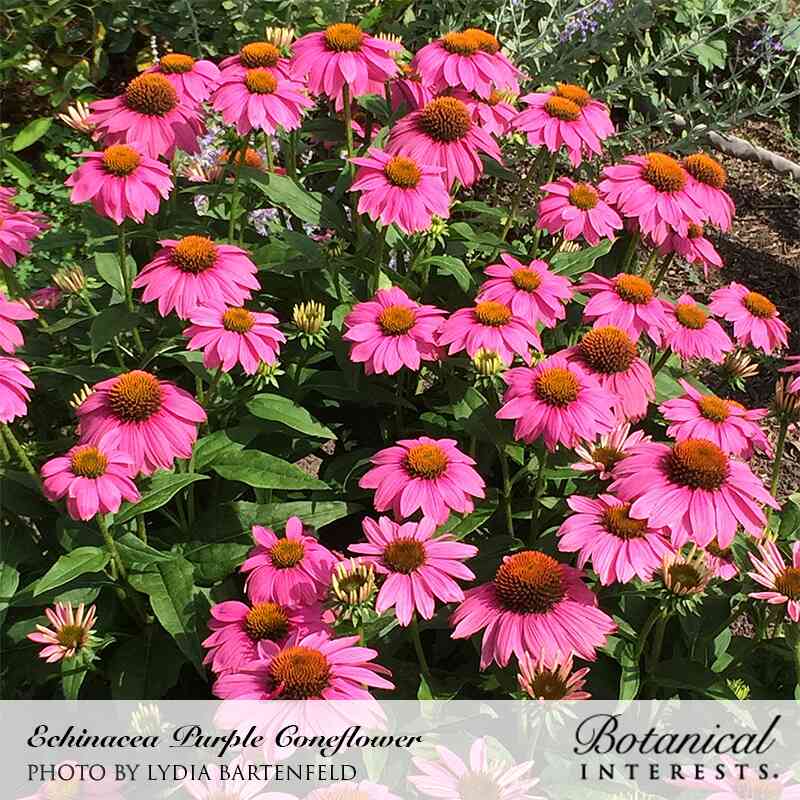 Purple Coneflower Echinacea Seeds - Image 4