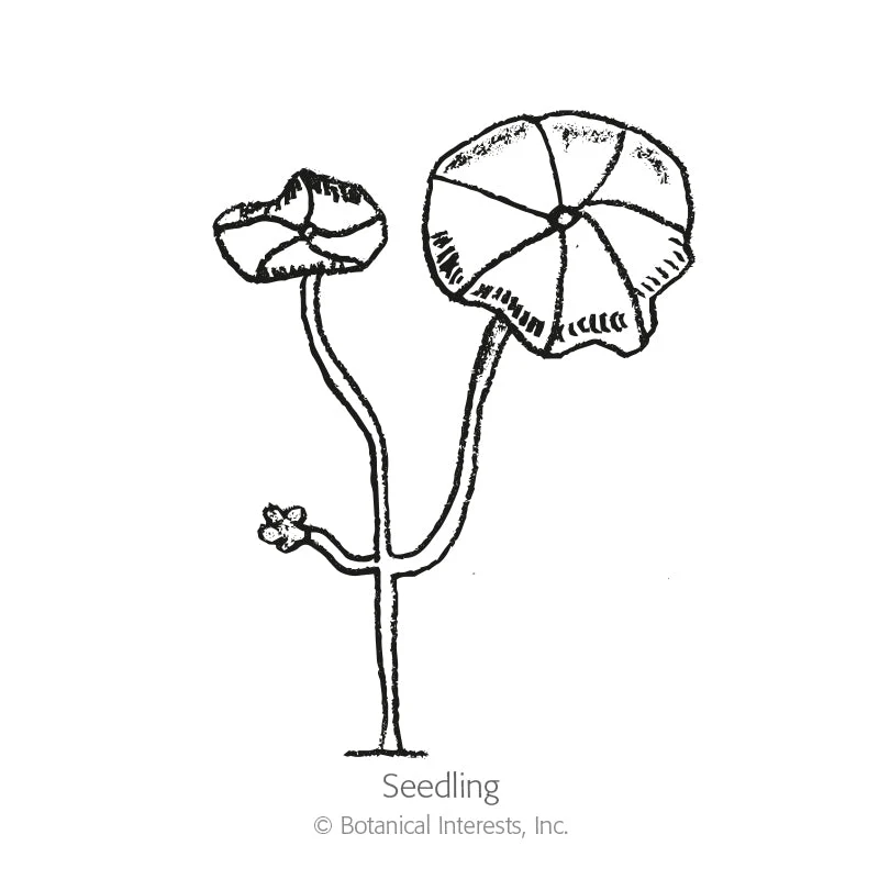 Purple Emperor Trailing Nasturtium Seeds - Image 2
