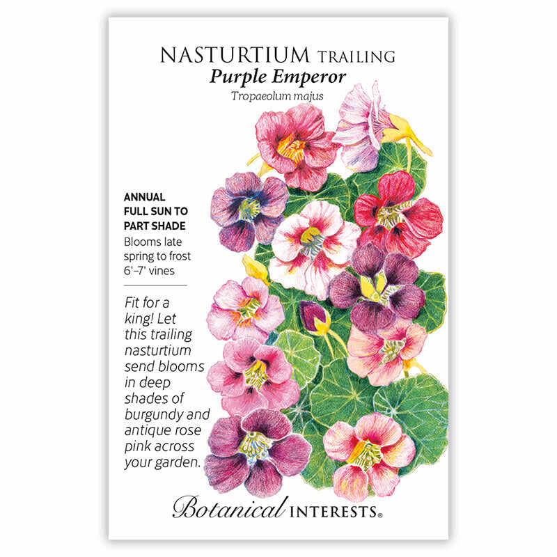 Purple Emperor Trailing Nasturtium Seeds - Image 3