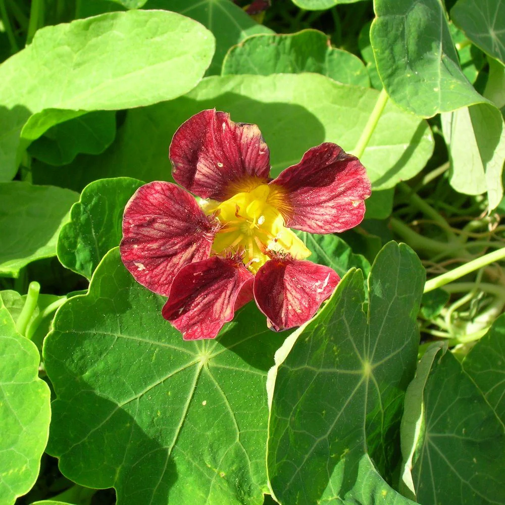 Purple Emperor Trailing Nasturtium Seeds - Image 4