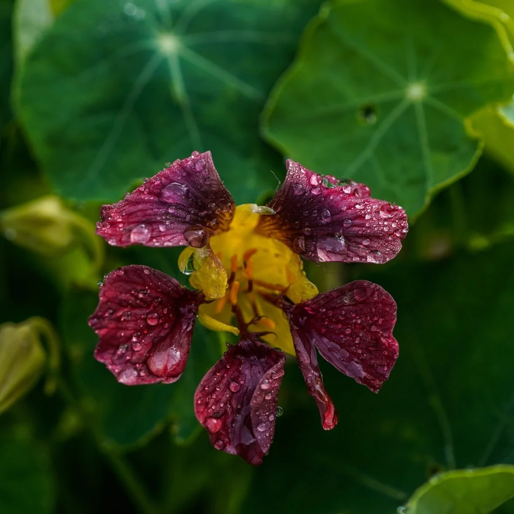 Purple Emperor Trailing Nasturtium Seeds - Image 5
