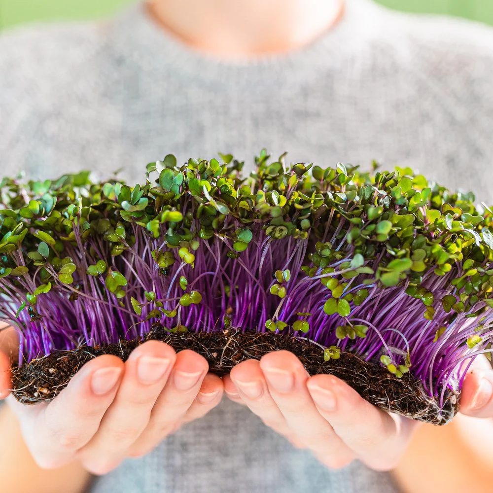 Purple Kohlrabi Sprouts Seeds - Image 4