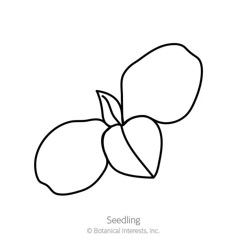 Purple Tear Honeywort Seeds - Image 2