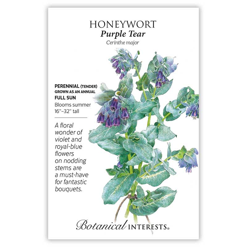 Purple Tear Honeywort Seeds - Image 3