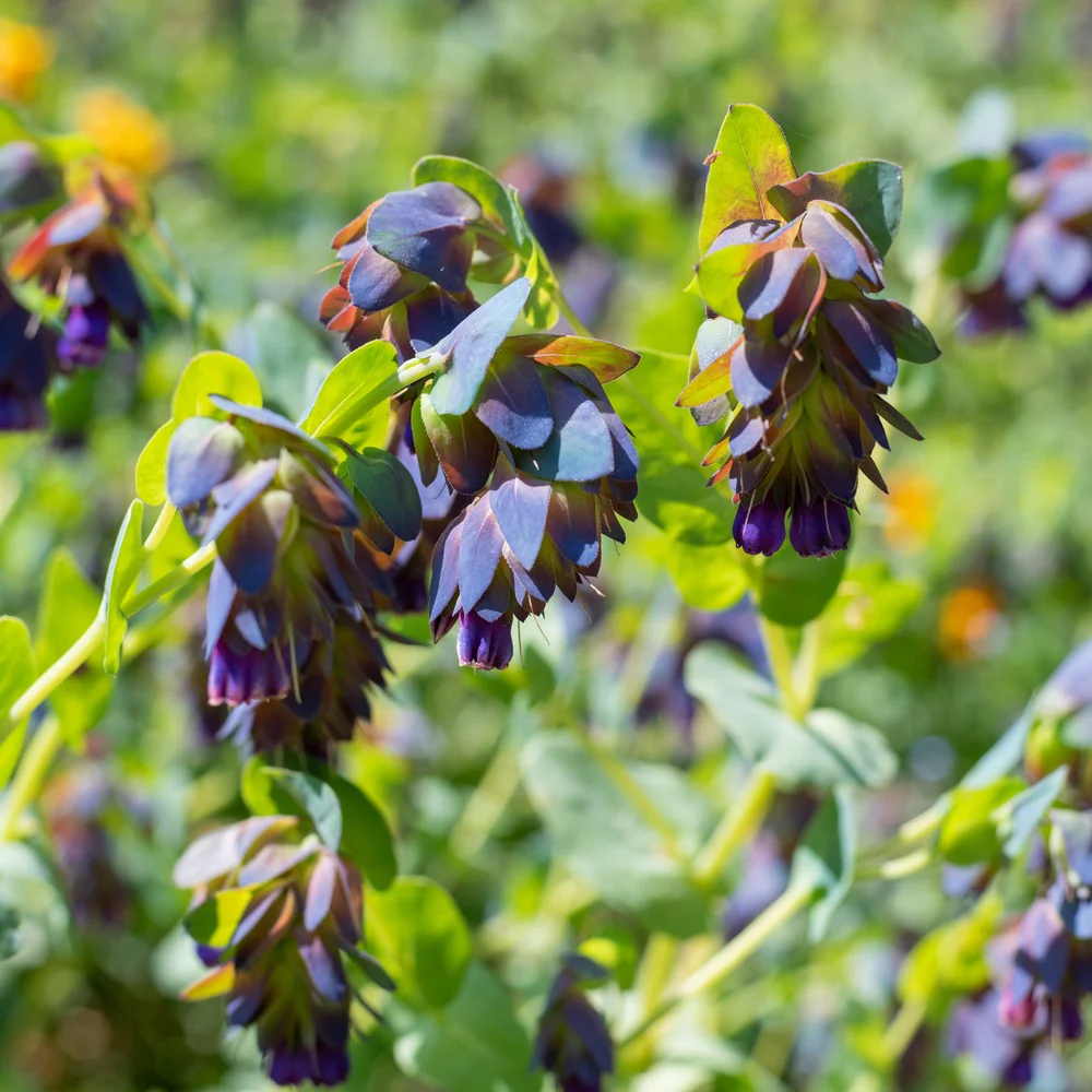 Purple Tear Honeywort Seeds - Image 4