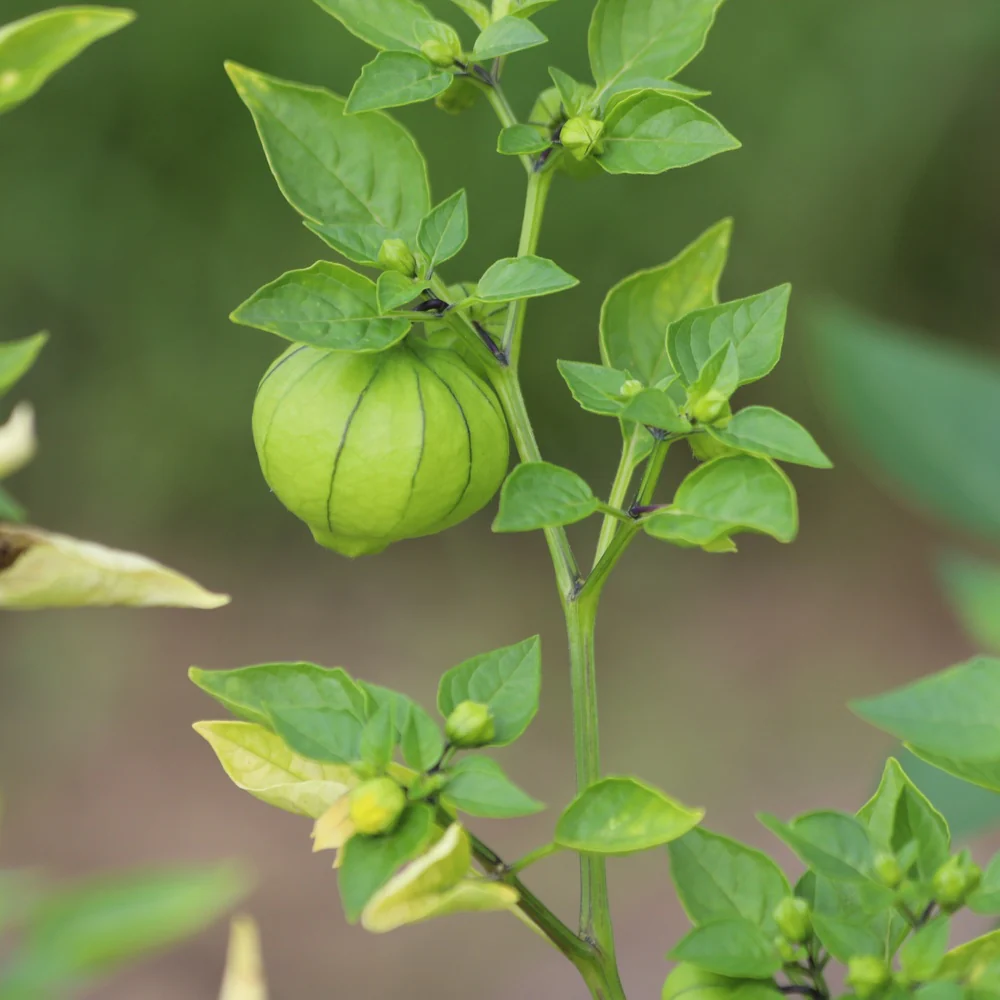 Purple Tomatillo Seeds - Image 4