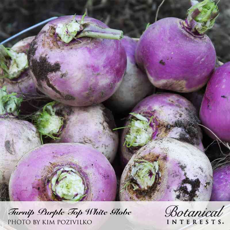 Purple Top White Globe Turnip Seeds - Image 4