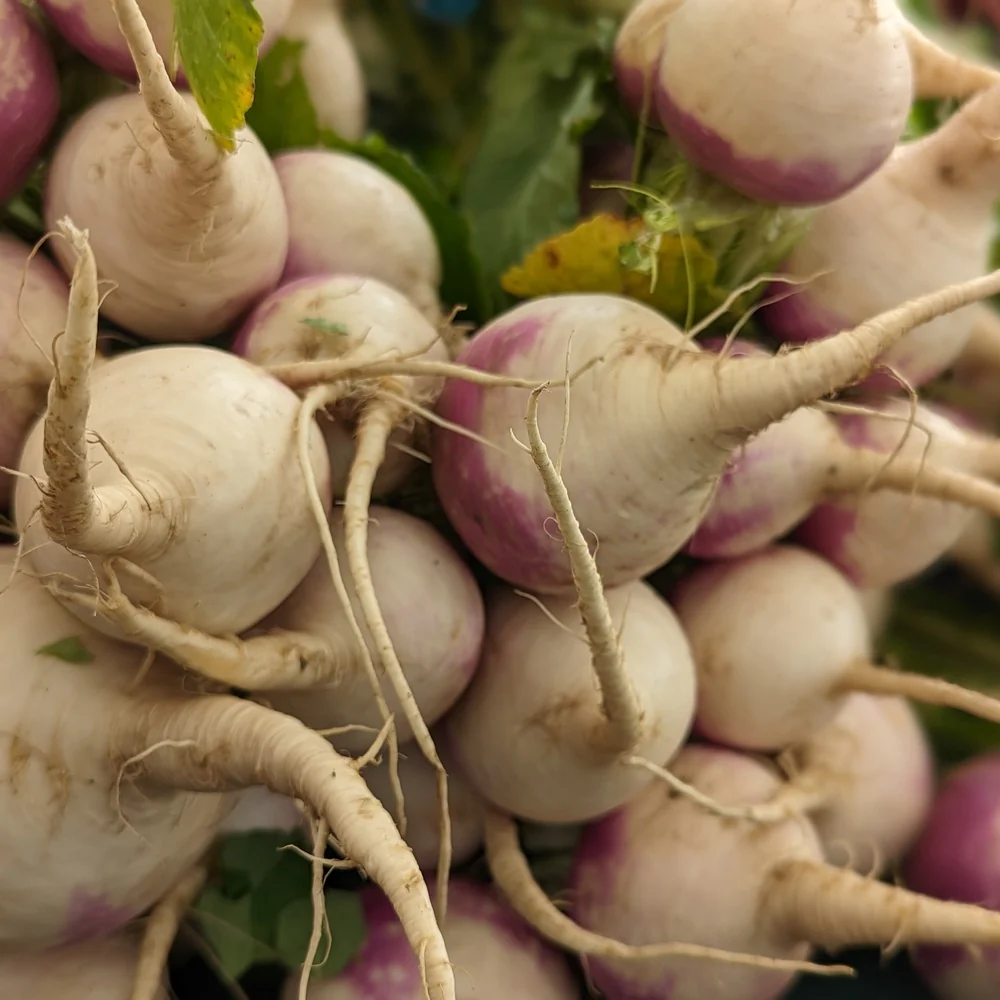 Purple Top White Globe Turnip Seeds - Image 5