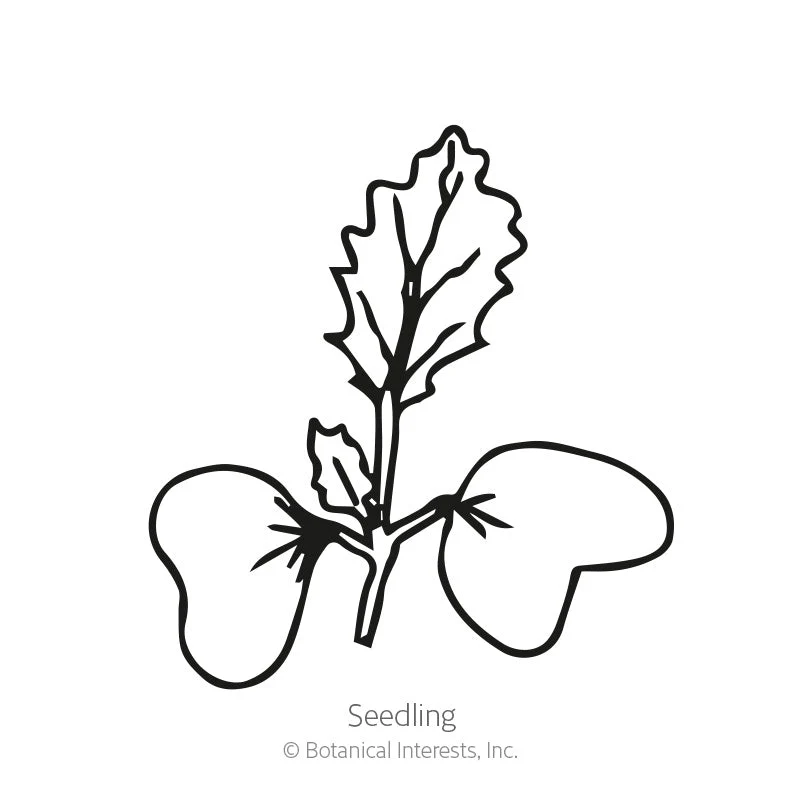 Purple Vienna Kohlrabi Seeds - Image 2