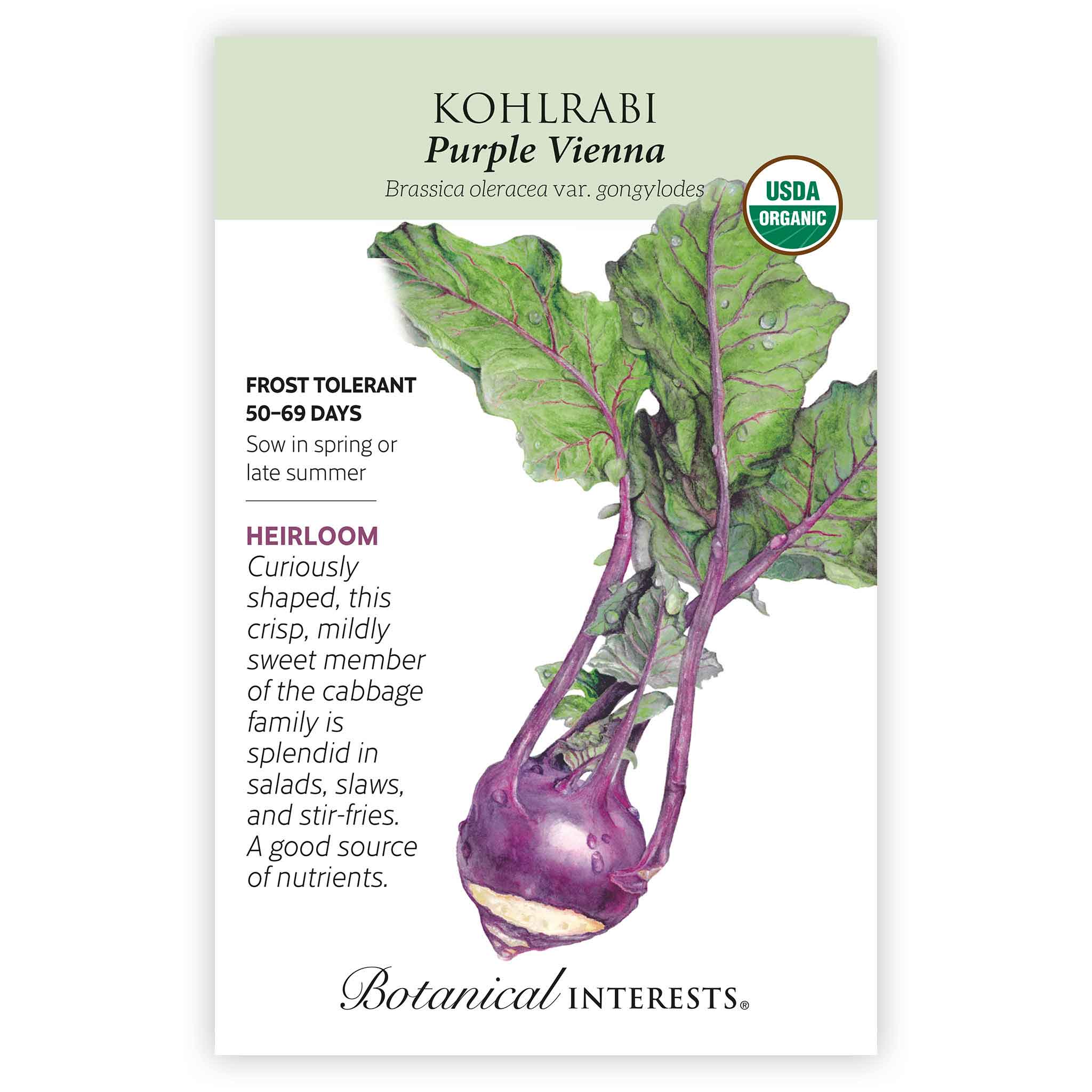Purple Vienna Kohlrabi Seeds - Image 3