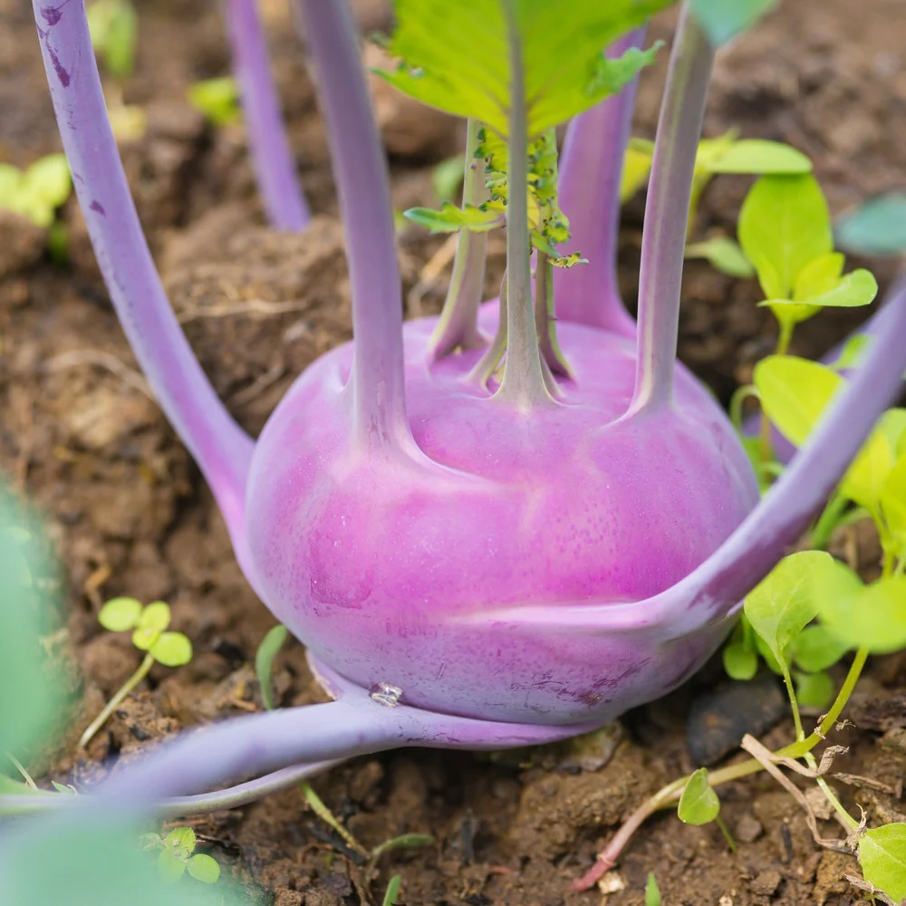 Purple Vienna Kohlrabi Seeds - Image 4