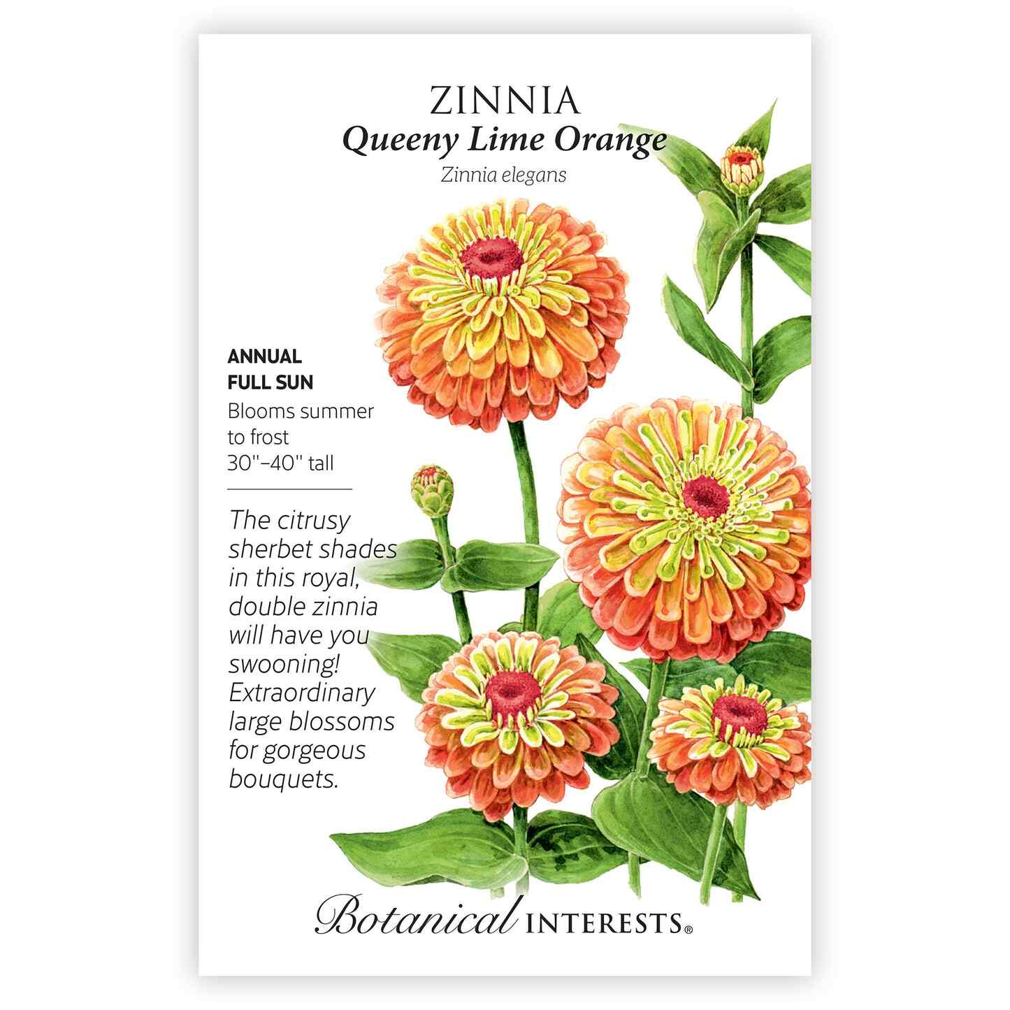 Queeny Lime Orange Zinnia Seeds - Image 3
