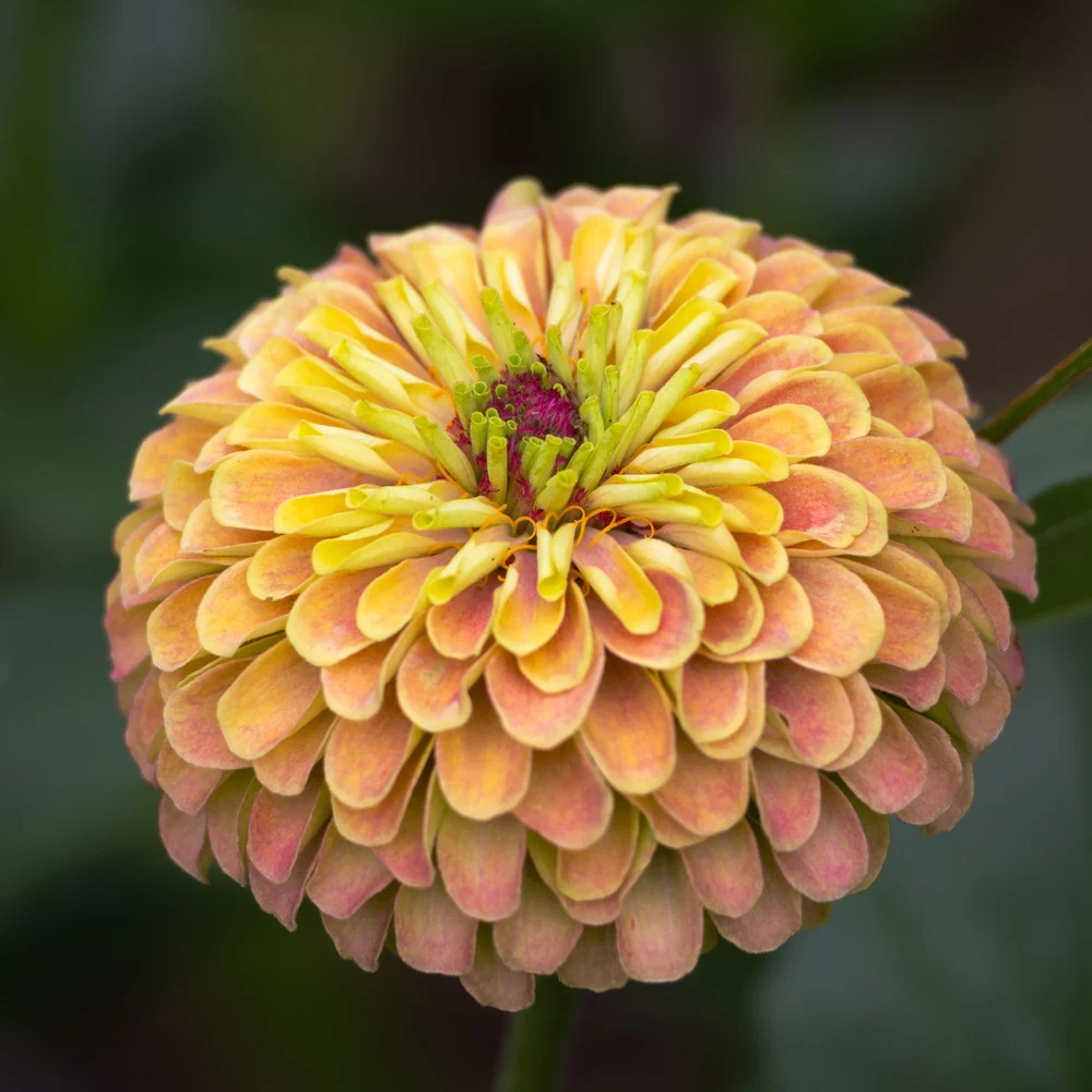 Queeny Lime Orange Zinnia Seeds - Image 4