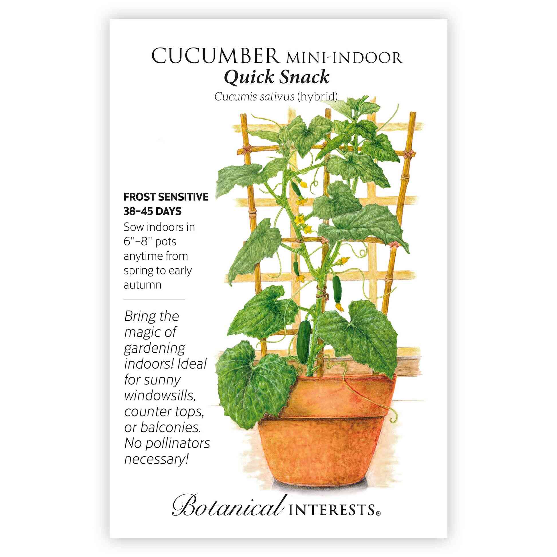 Quick Snack Cucumber Seeds - Image 3