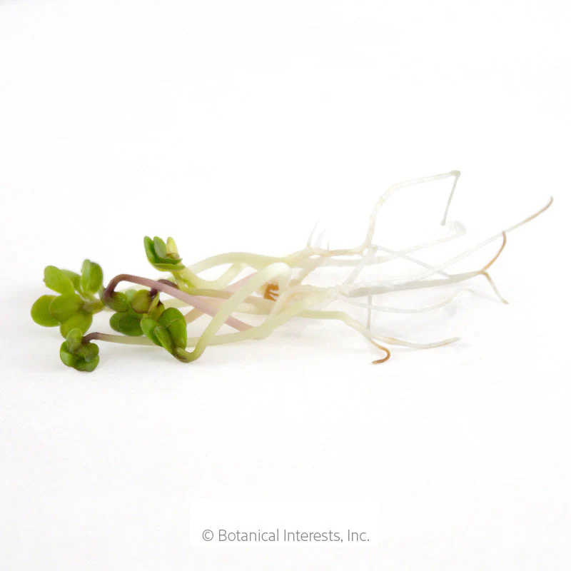 China Rose Radish Sprouts Seeds - Image 2