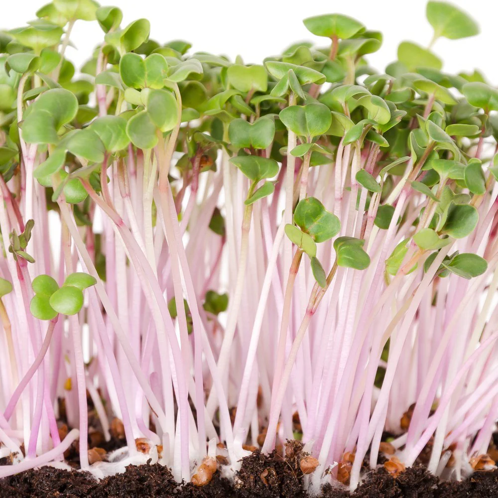 China Rose Radish Sprouts Seeds - Image 4