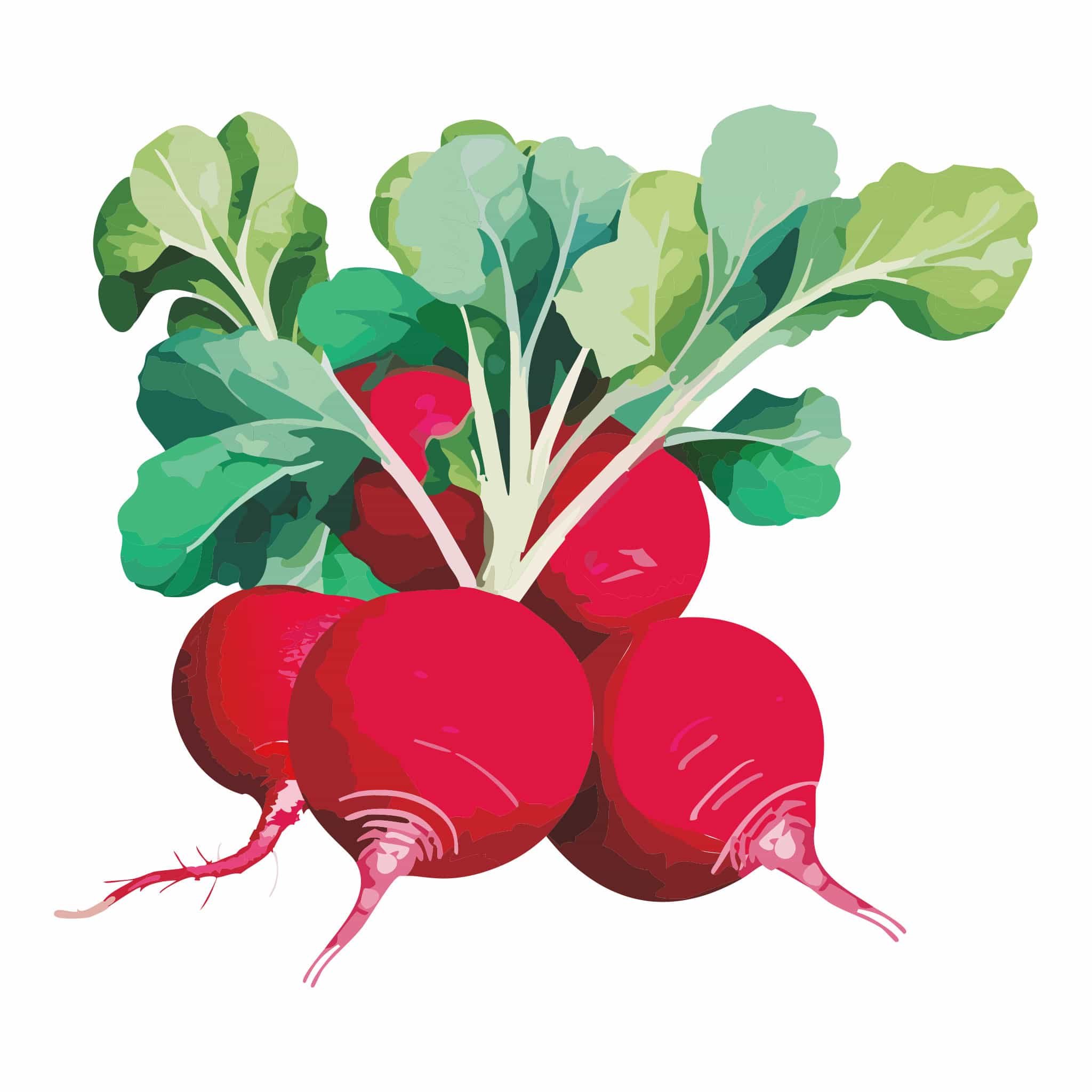 German Giant Radish