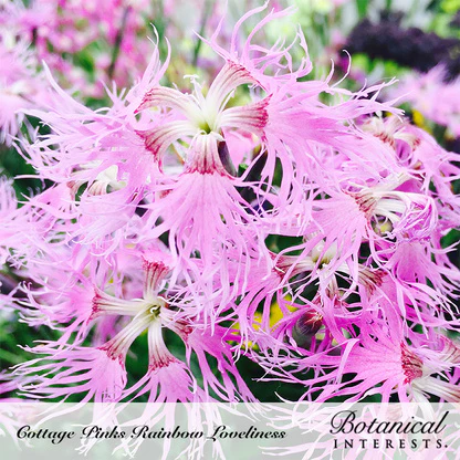 Rainbow Loveliness Cottage Pinks Seeds - Image 4