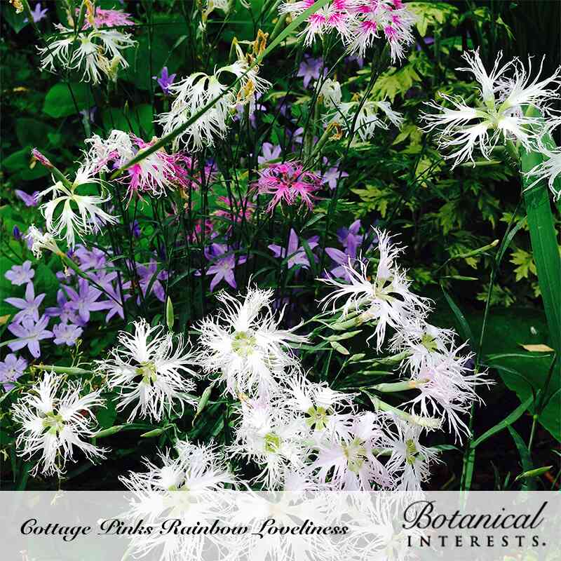 Rainbow Loveliness Cottage Pinks Seeds - Image 5