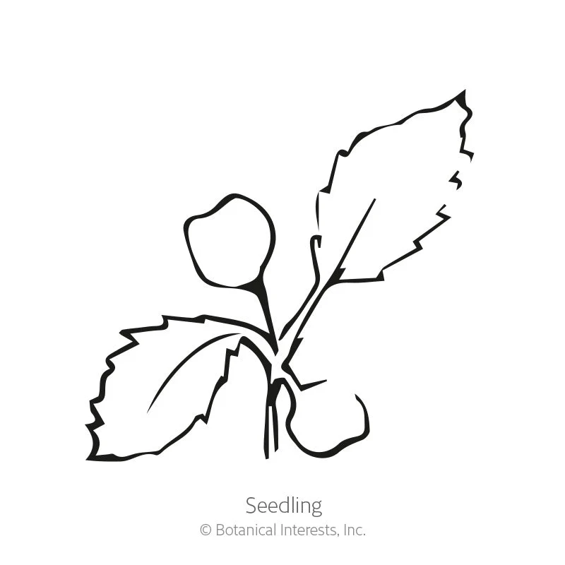 Rapini Broccoli Raab Seeds - Image 2