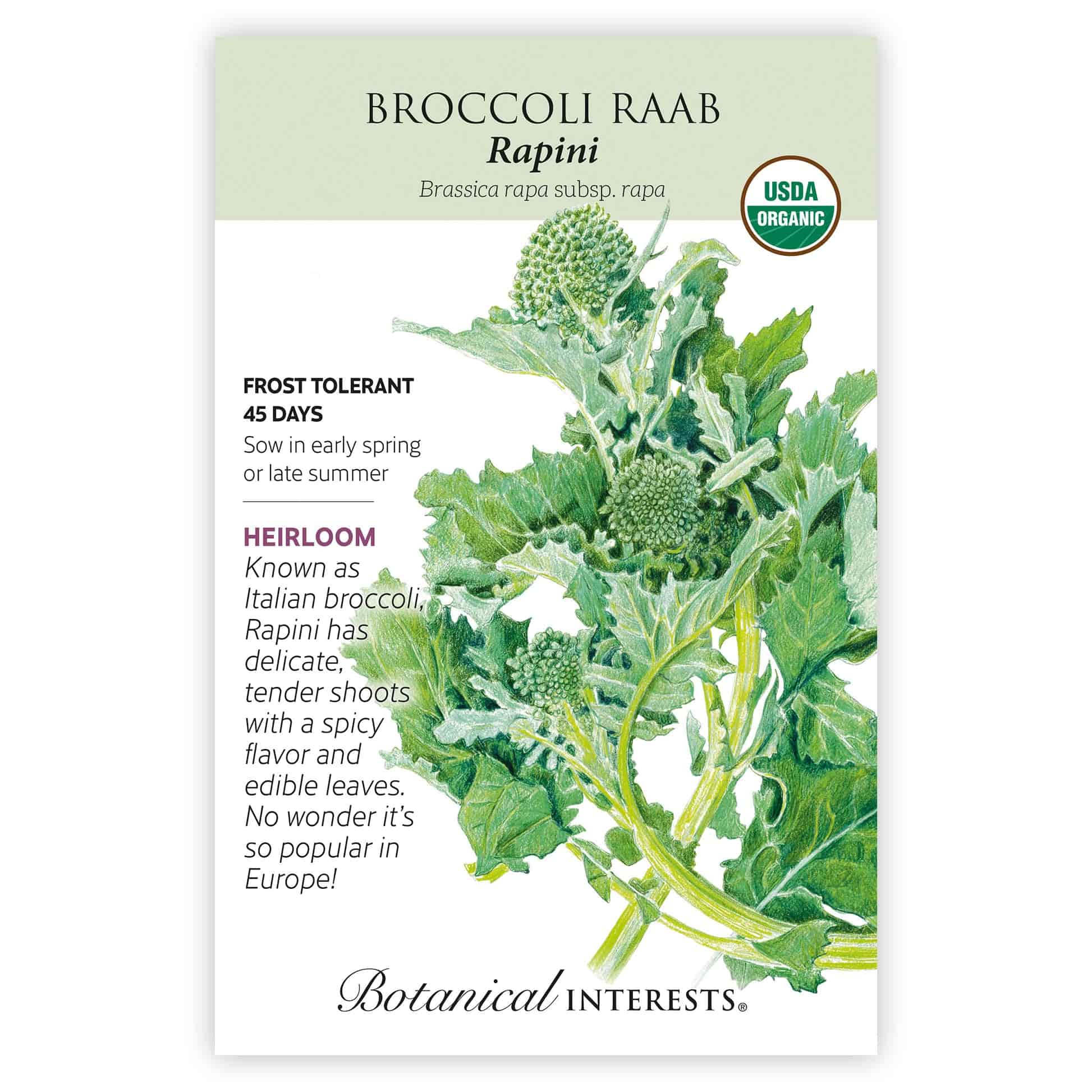 Rapini Broccoli Raab Seeds - Image 3