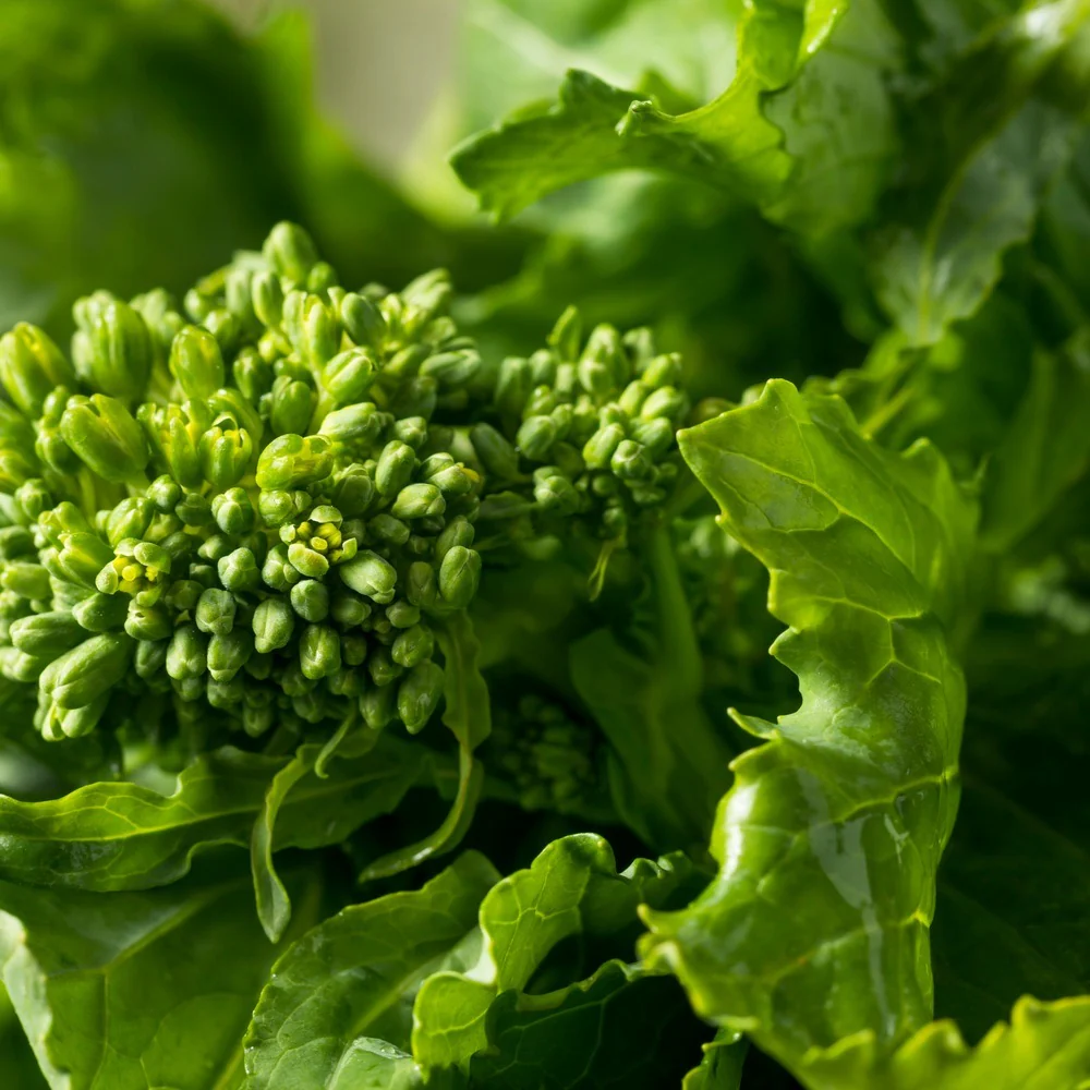 Rapini Broccoli Raab Seeds - Image 4