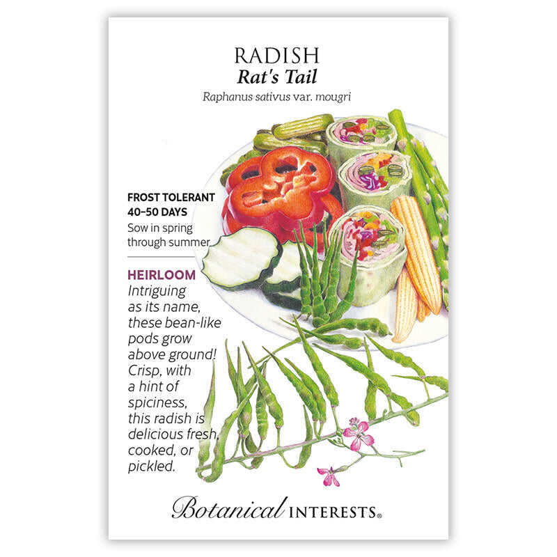 Rat's Tail Radish Seeds - Image 3