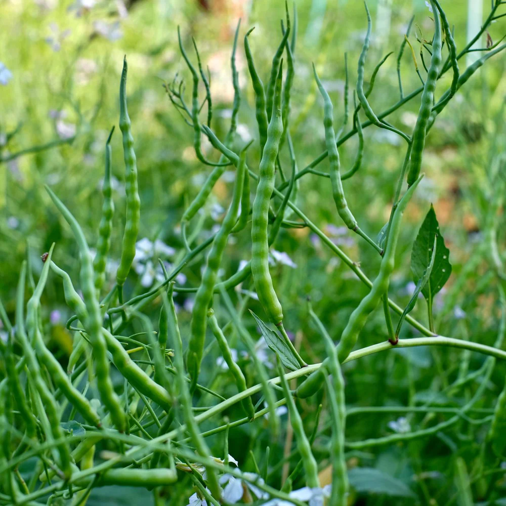 Rat's Tail Radish Seeds - Image 4