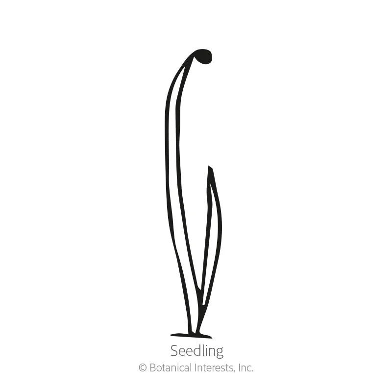 Red Amposta Bulb Onion Seeds - Image 2