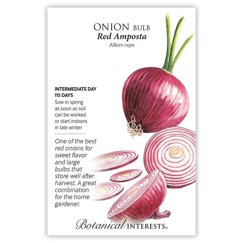 Red Amposta Bulb Onion Seeds - Image 3