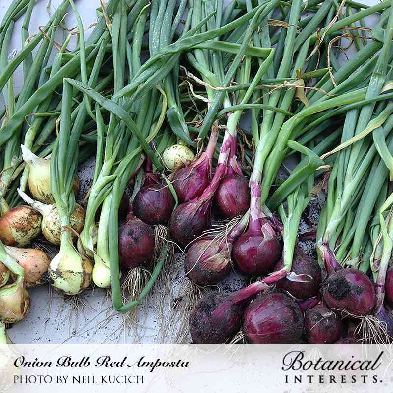 Red Amposta Bulb Onion Seeds - Image 4