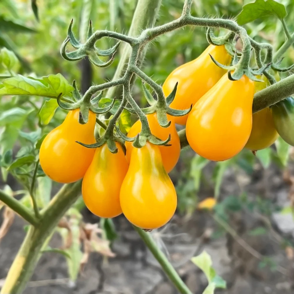 Red & Yellow Pear Blend Pole Cherry Tomato Seeds - Image 4