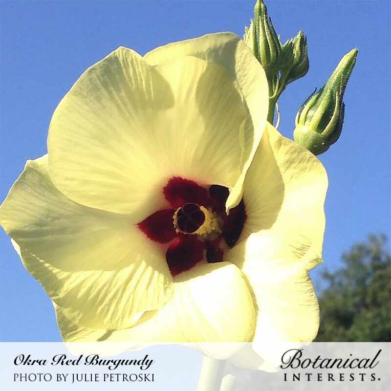 Red Burgundy Okra Seeds - Image 4