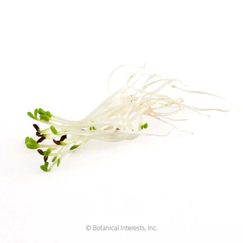 Red Clover Sprouts Seeds - Image 3