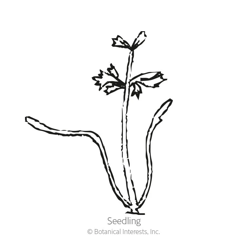 Red Cored Chantenay Carrot Seeds - Image 2