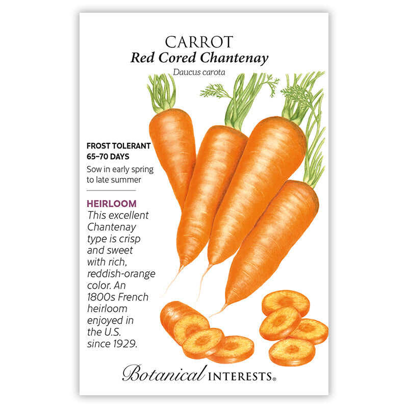 Red Cored Chantenay Carrot Seeds - Image 3
