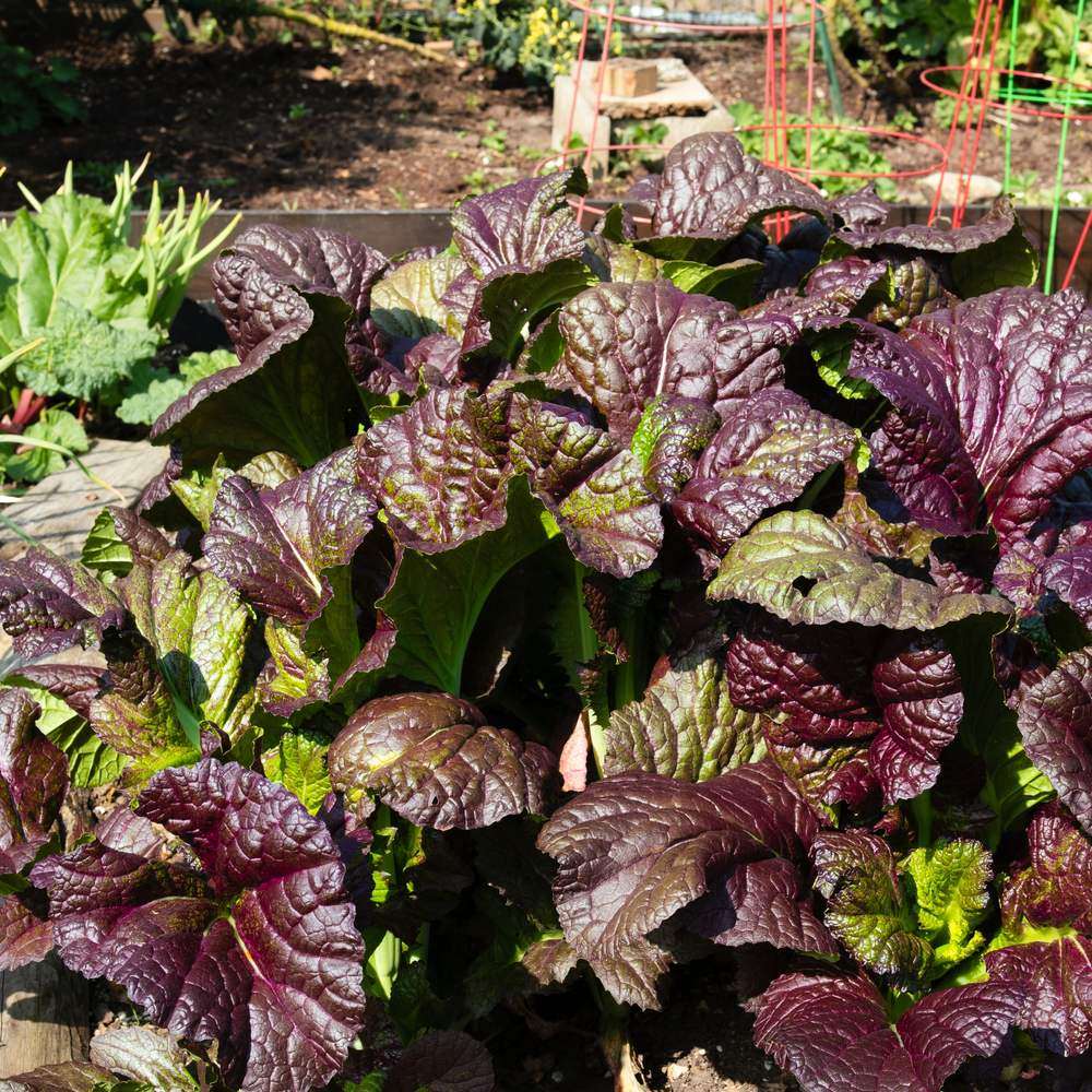 Red Giant Mustard Seeds - Image 4
