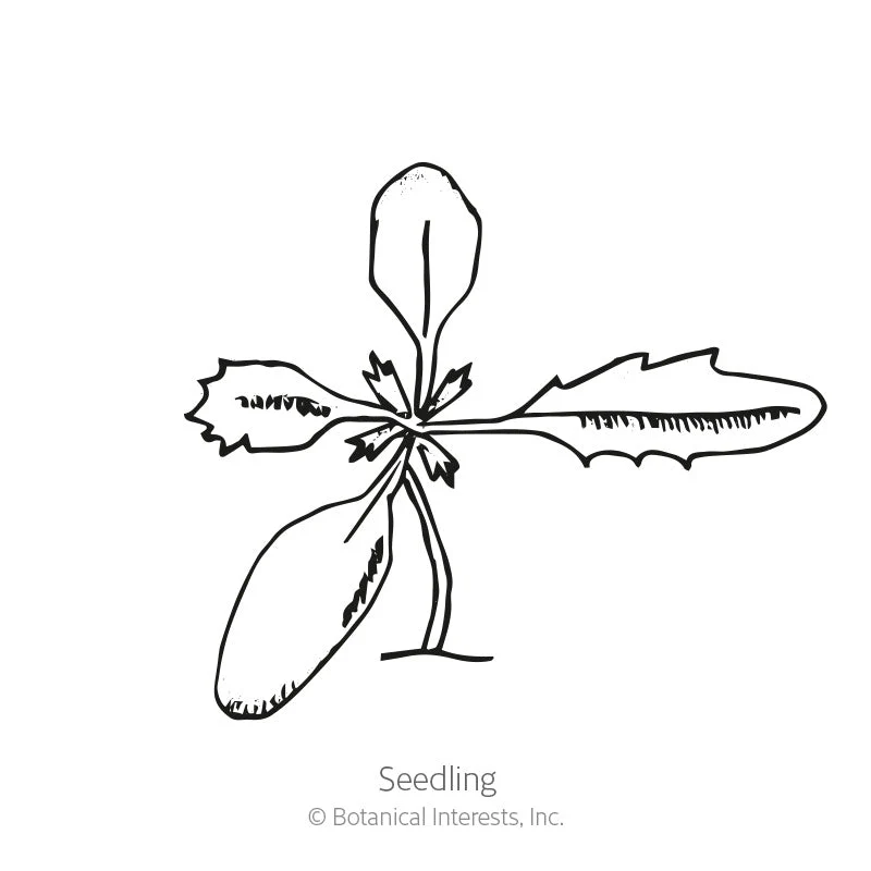 Red Metamorph French Marigold Seeds - Image 2