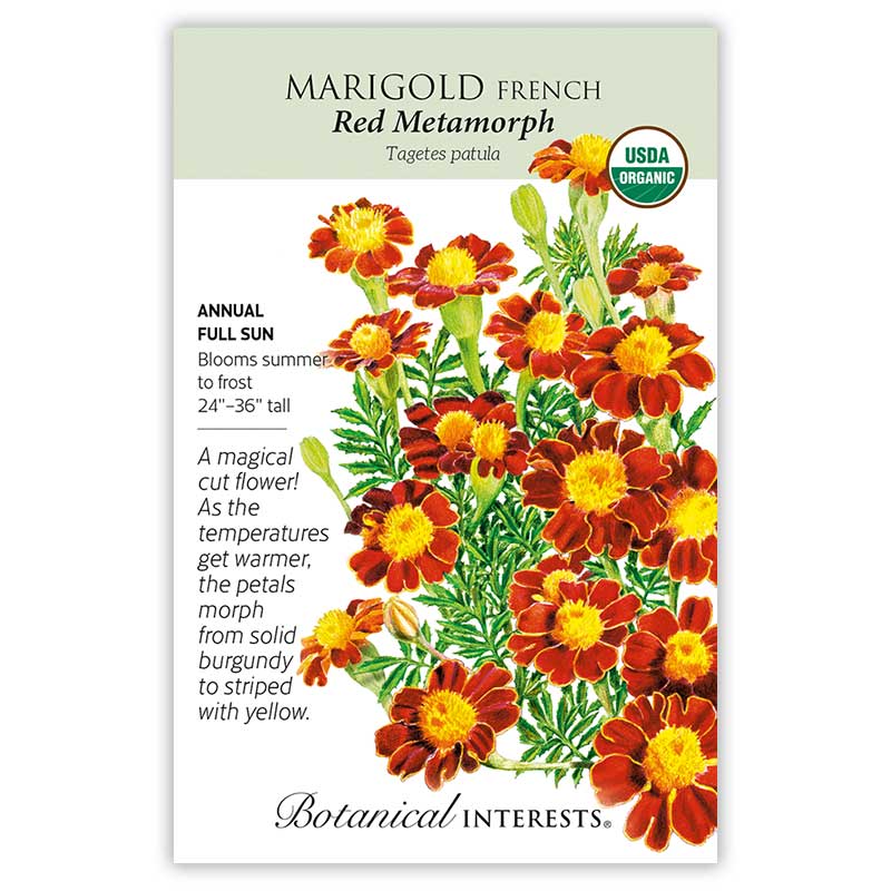 Red Metamorph French Marigold Seeds - Image 3