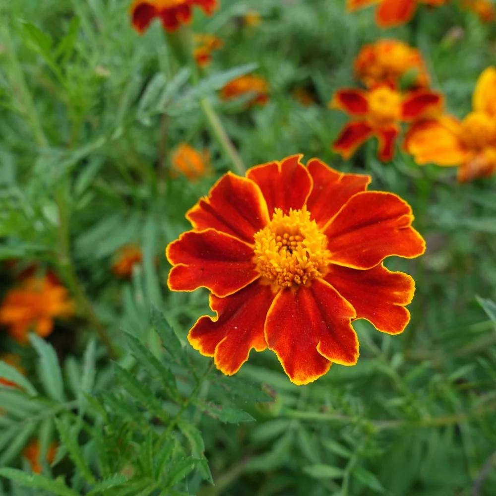 Red Metamorph French Marigold Seeds - Image 4