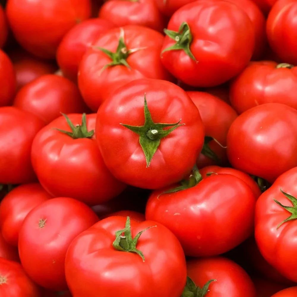 Red Pride Bush Tomato Seeds - Image 4