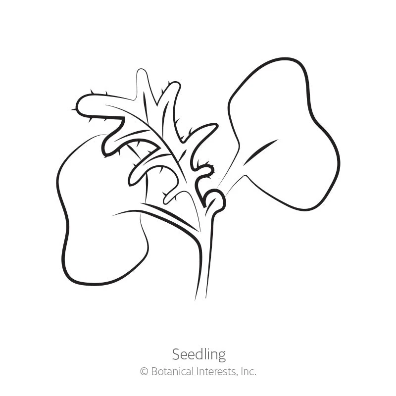 Red Russian Kale Seeds - Image 2