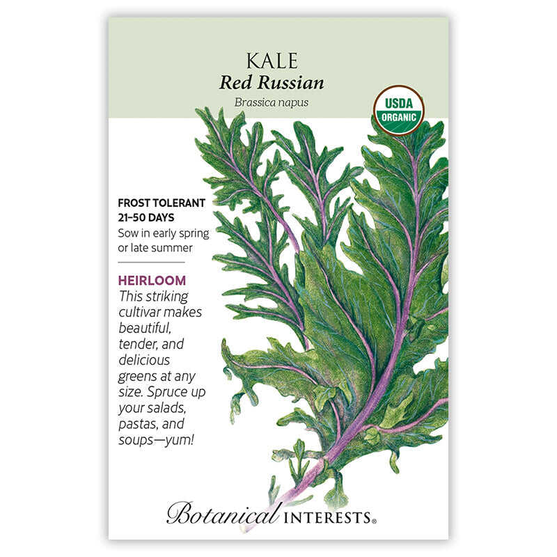 Red Russian Kale Seeds - Image 3