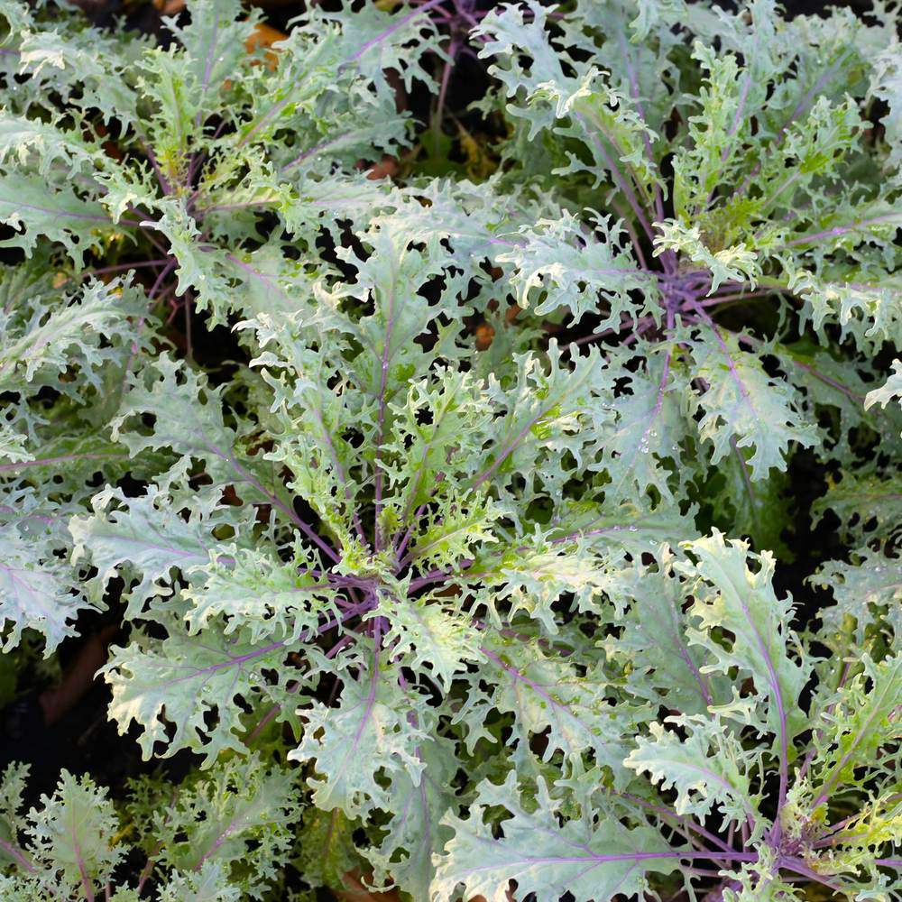 Red Russian Kale Seeds - Image 4