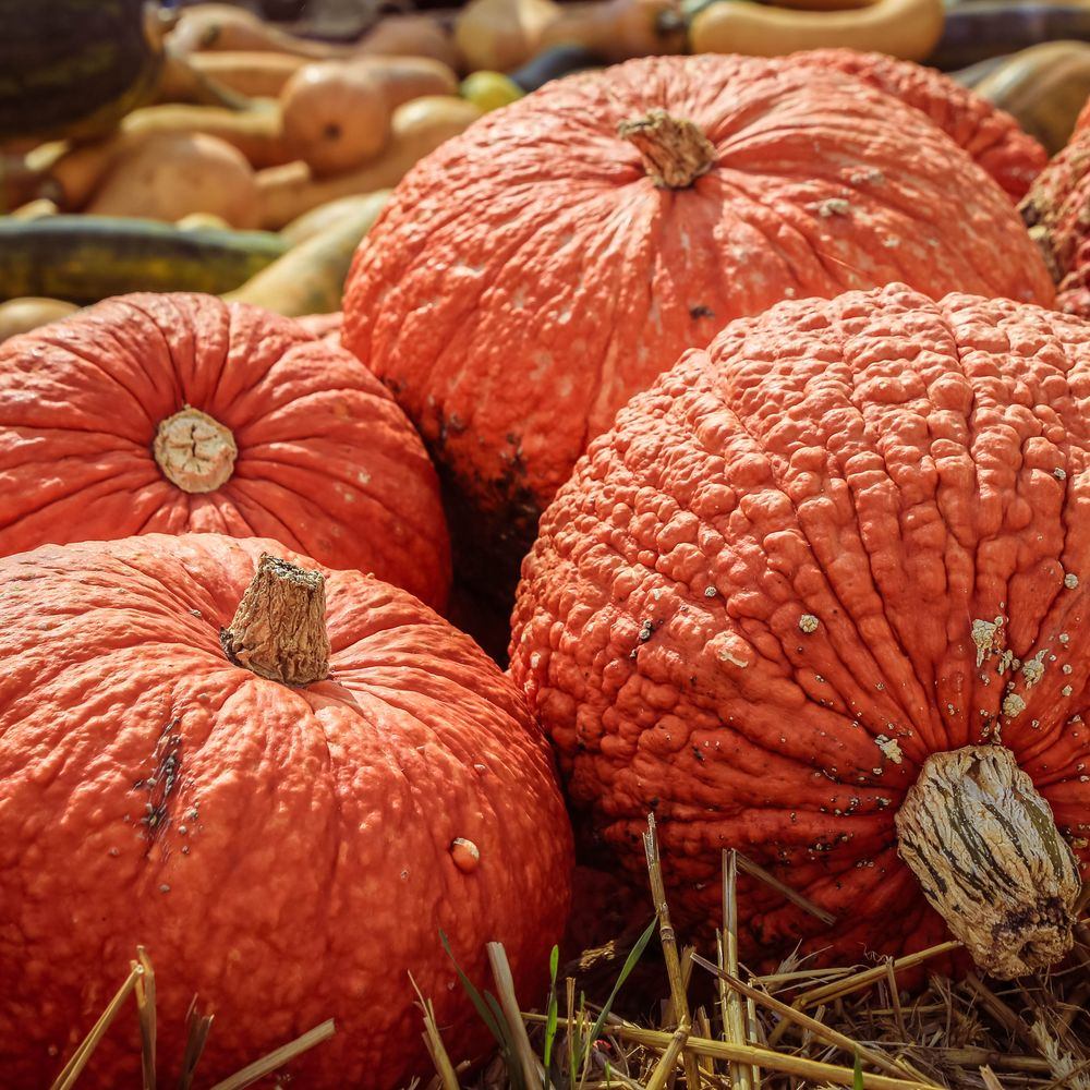 Red Warty Thing Pumpkin Seeds - Image 4