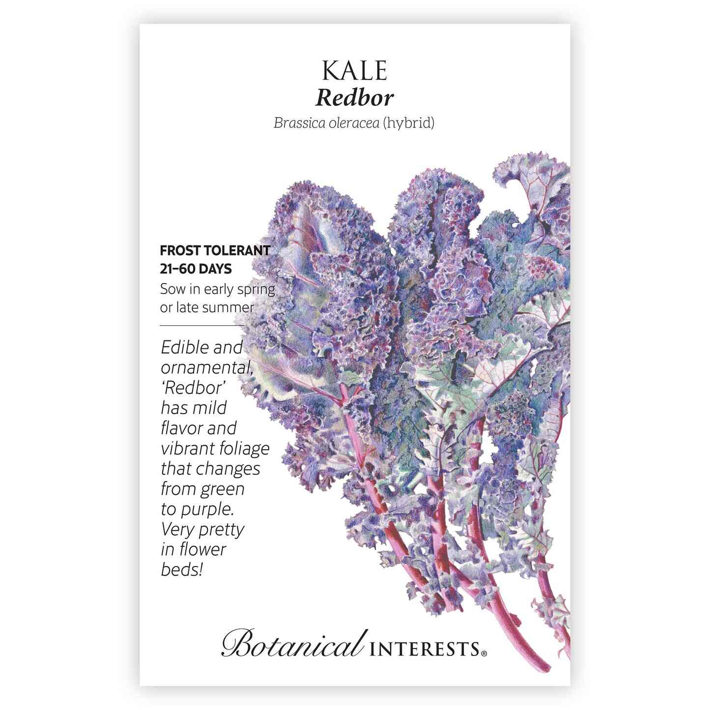 Redbor Kale Seeds - Image 3