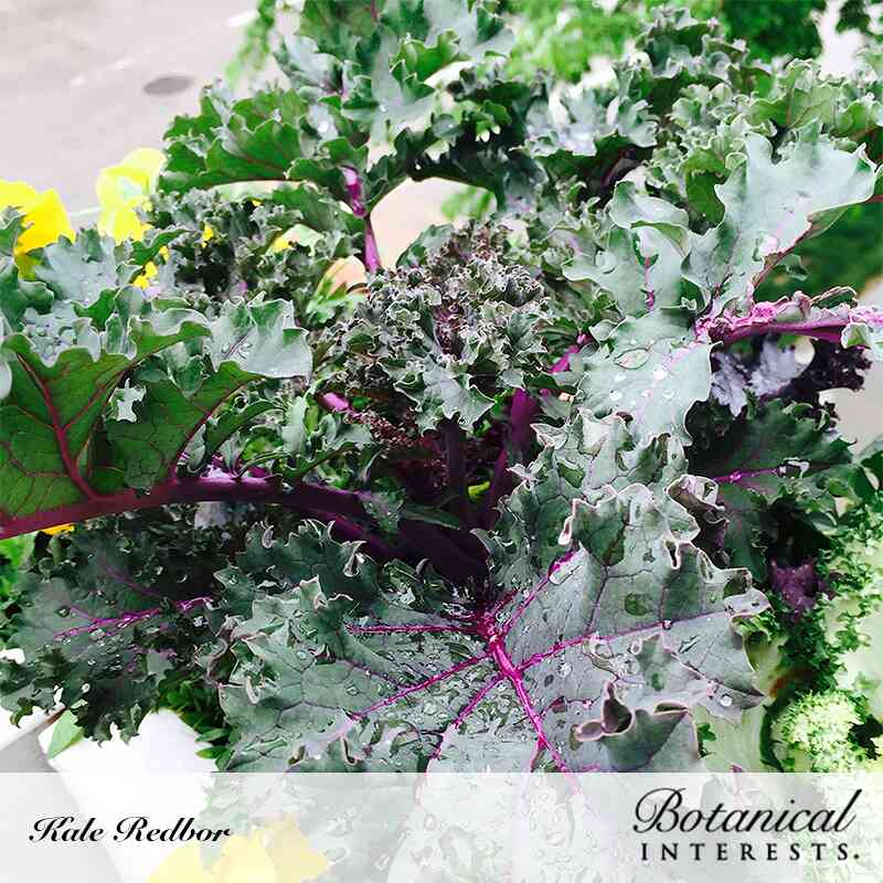 Redbor Kale Seeds - Image 4