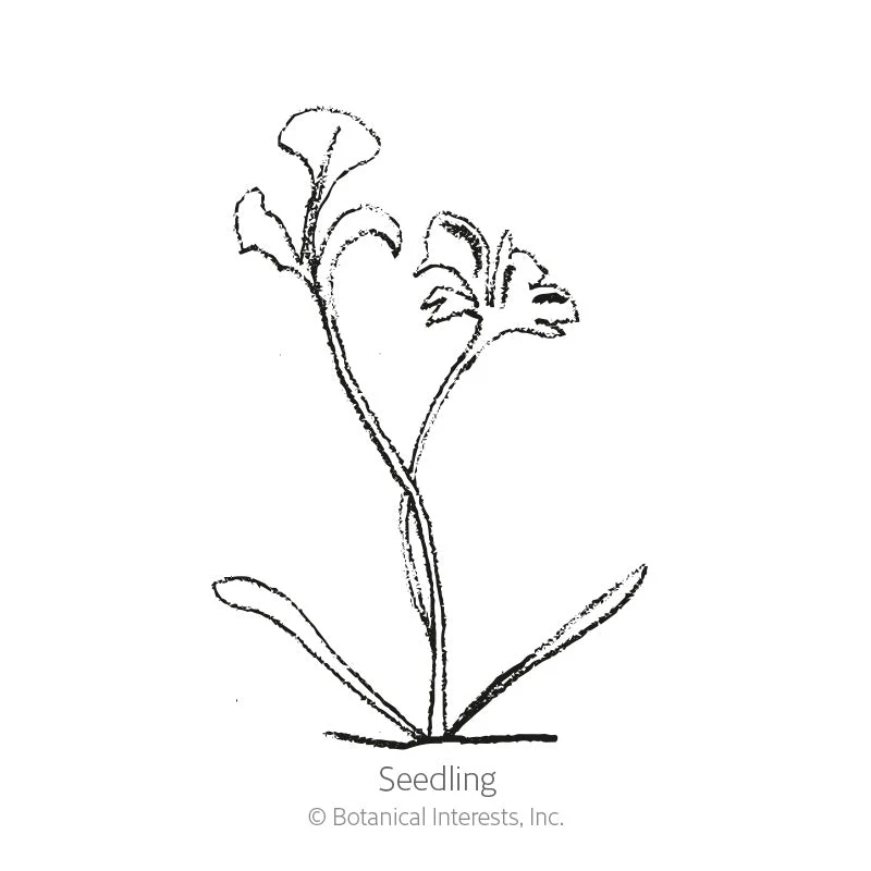 Robinson's  Blend Painted Daisy Seeds - Image 2