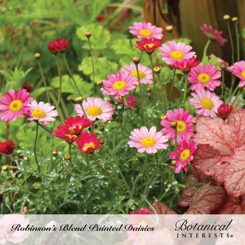 Robinson's  Blend Painted Daisy Seeds - Image 4